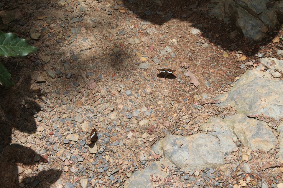 Kolumbien - Villa De Leyva - Es gab sehr viele Schmetterlinge und Libellen
