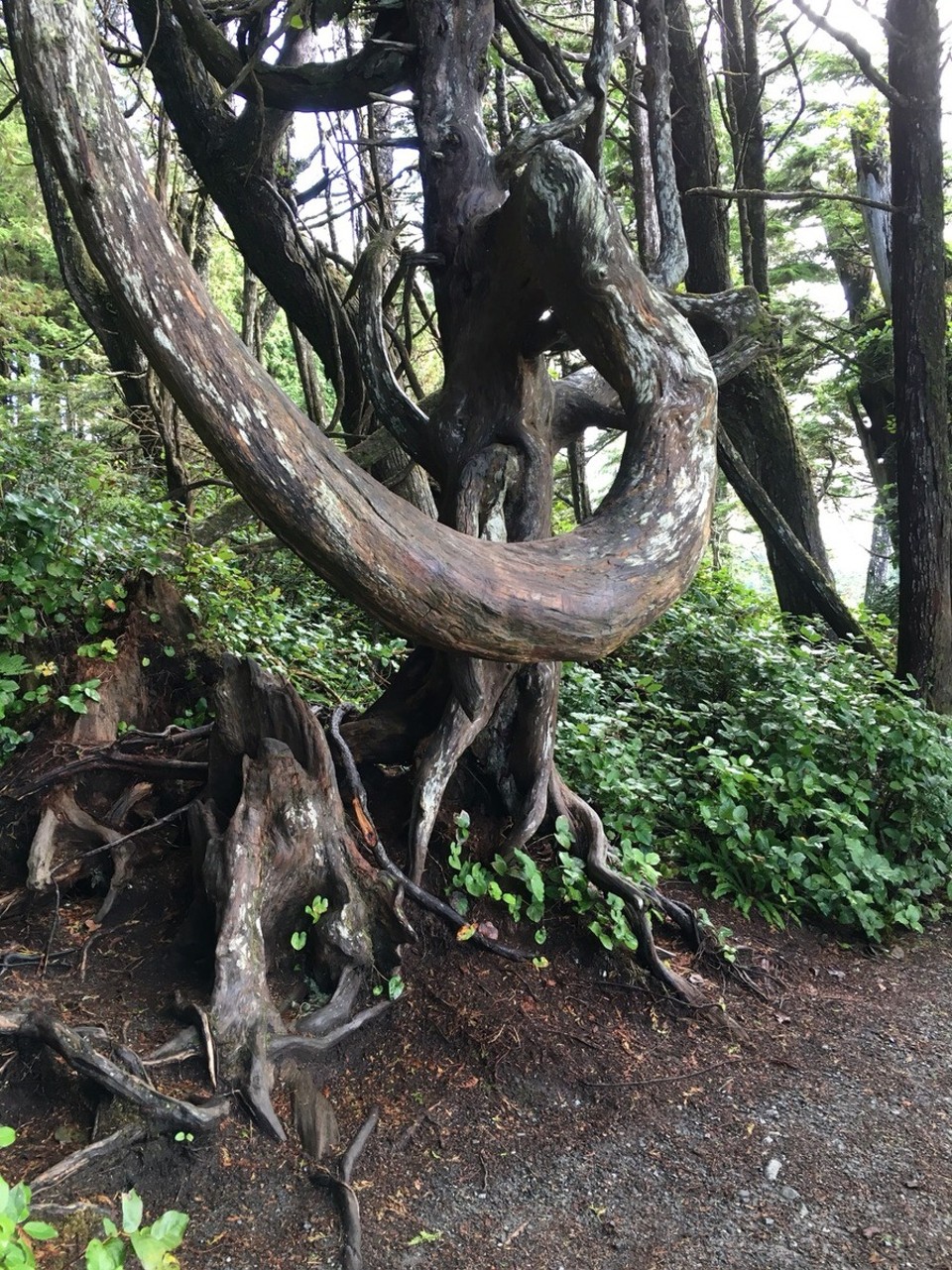 Kanada - Tofino - Auch hier wird es der Natur nicht langweilig mich zu faszinieren 