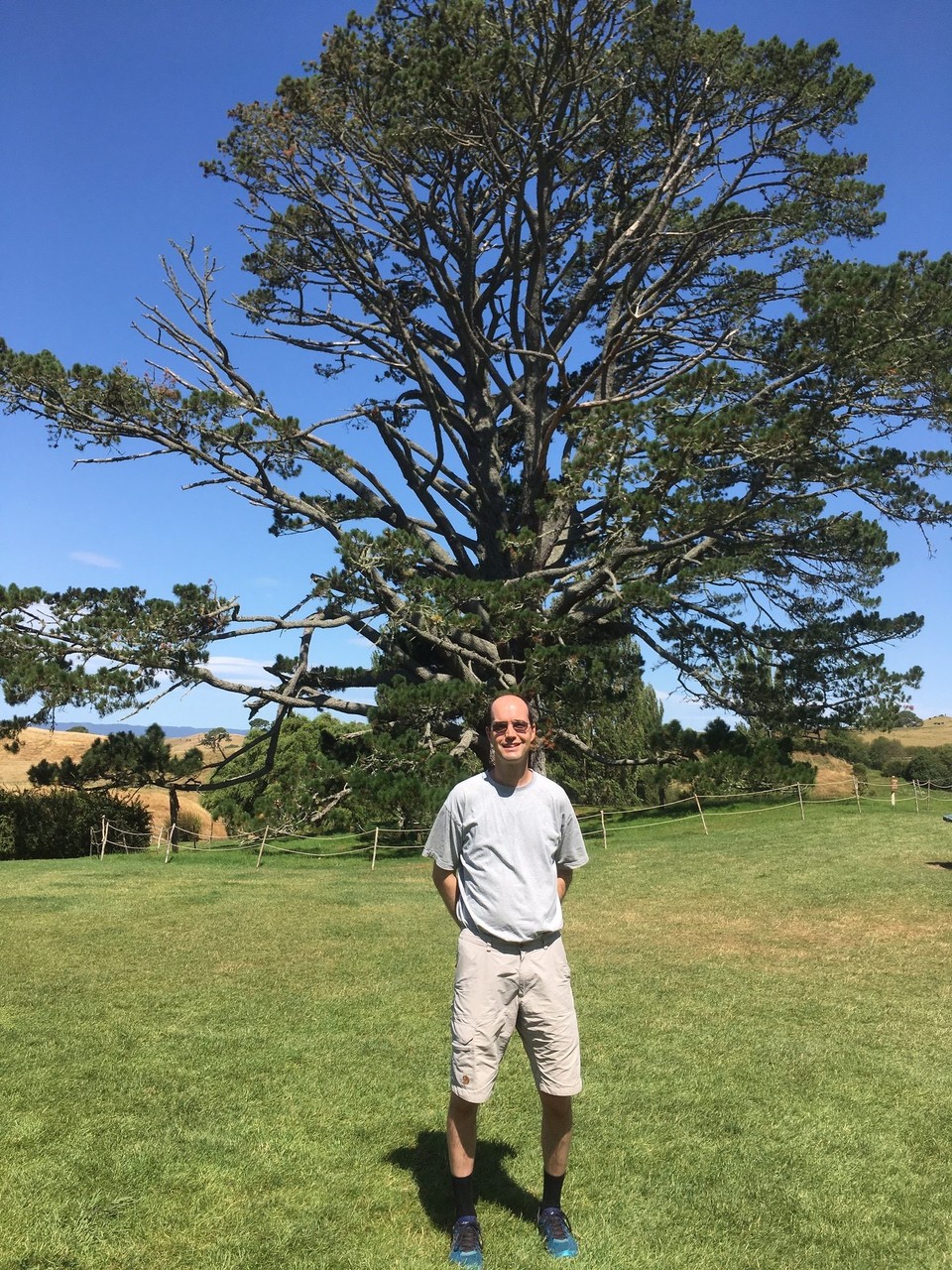 Neuseeland - Matamata - Vor diesem Baum hat Bilbo seine Abschiedsrede gehalten.