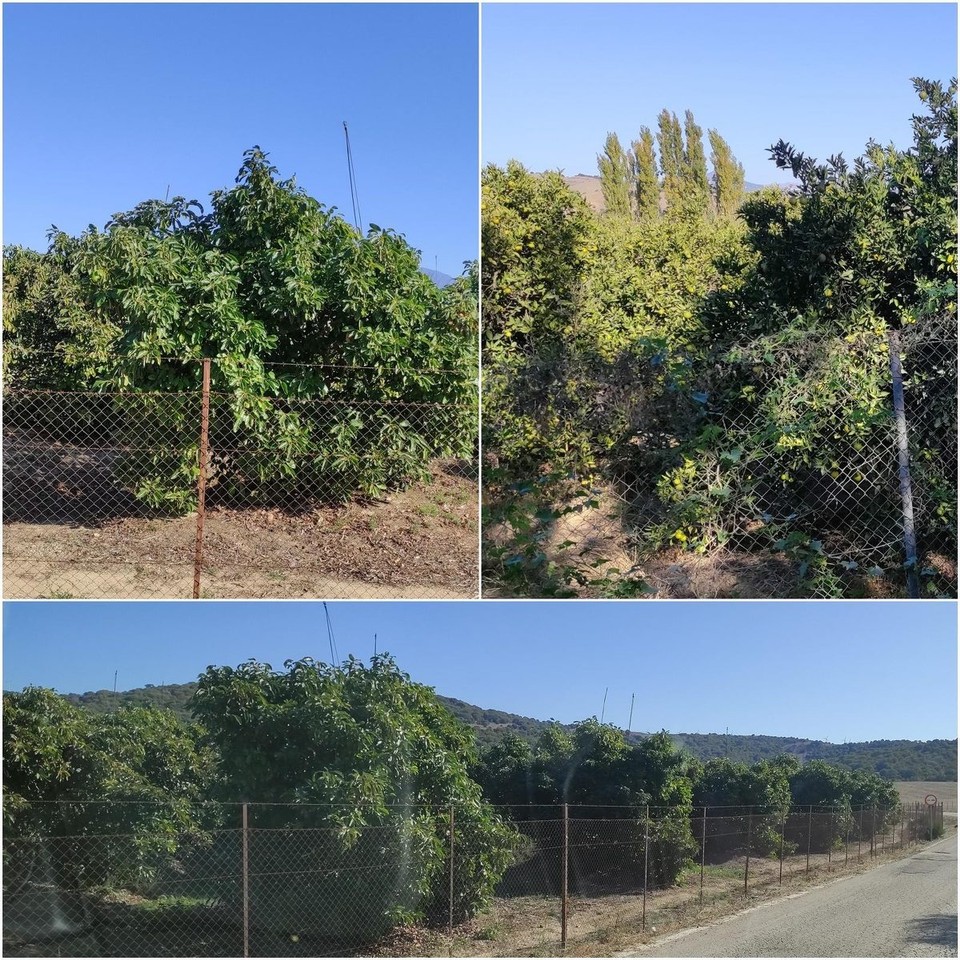 Spanien - Estepona - Hier kommt vieles her was in deutschen Supermärkten in den Regalen zu finden ist, z.B. Zitrusfrüchte, Avocados, Oliven, ...