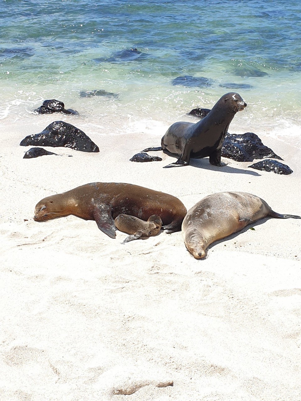 Ecuador - San Cristóbal Island - Sea lions (including pup)