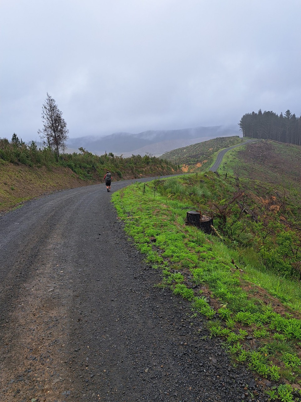 Neuseeland - Paihia - Auf der Waldstrasse entlang (Biken verboten)