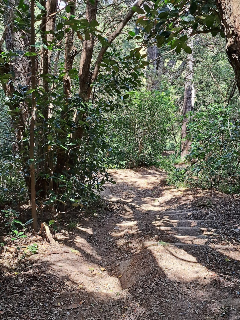 Neuseeland - Princess Beach - Es gab viele Biketrails   würde auch gerne diese Trails fahren, aber ich bin für den Araroa Trail hier 🫡