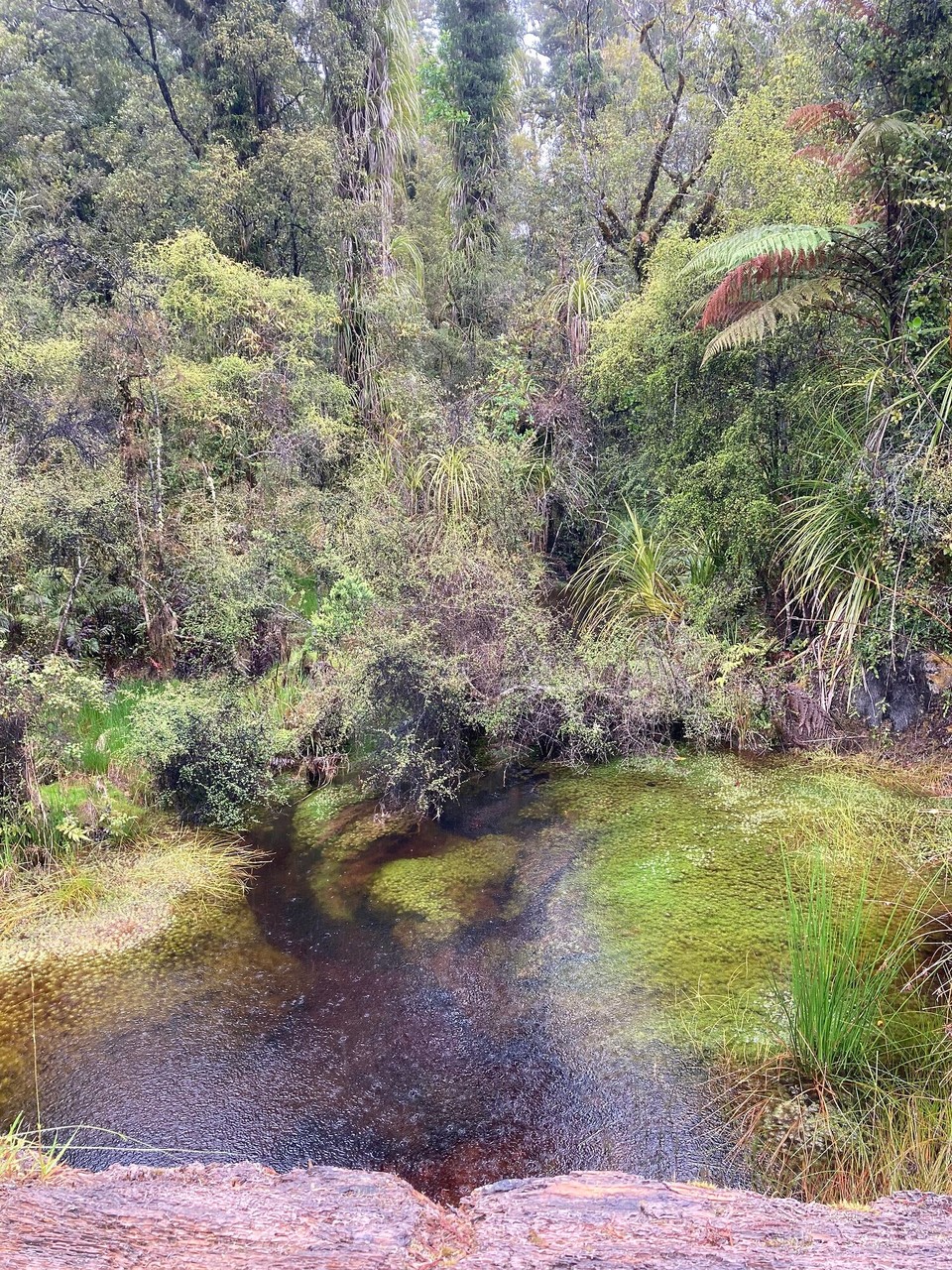Neuseeland - Haast - 