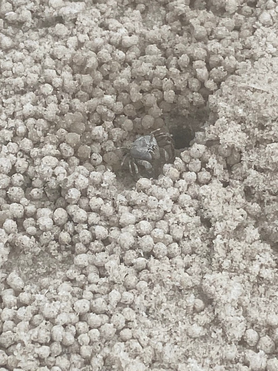 Thailand - Hua Hin - Währenddessen habe ich Krebse beobachtet.