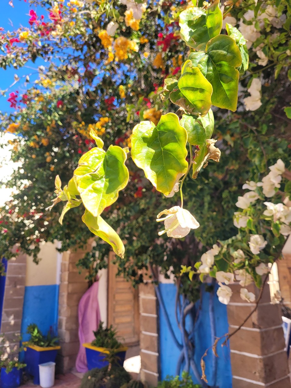Marokko - Essaouira - 