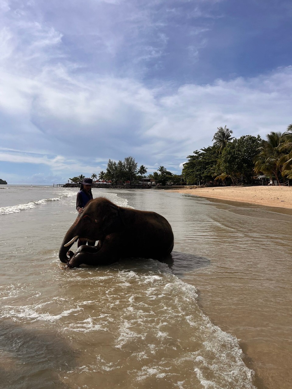 Thailand - Ko Chang District - Elephants on the beach - cute at first until we were told that tourists can hire the elephants for the day and can do whatever they want with them for an hour. We saw these people riding them, sitting on their trunks and prodding them with spears to get into the water … not nice 