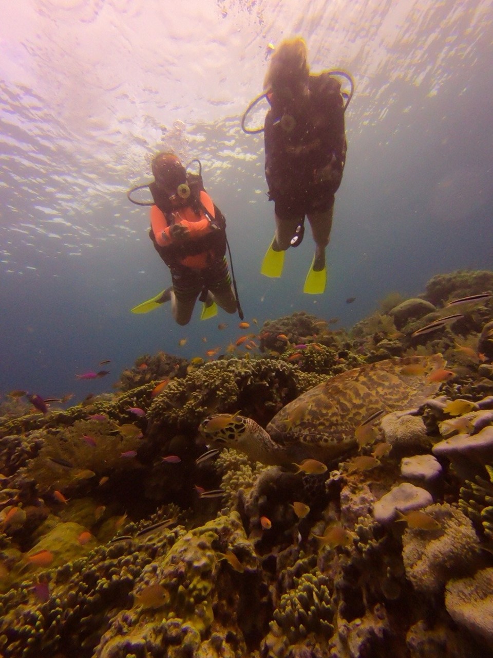 Malaysia - Semporna - Watching the turtle