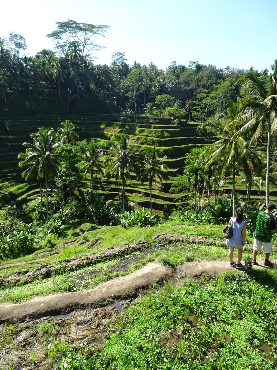 Indonesia - Tegallalang rijstterrassen - 