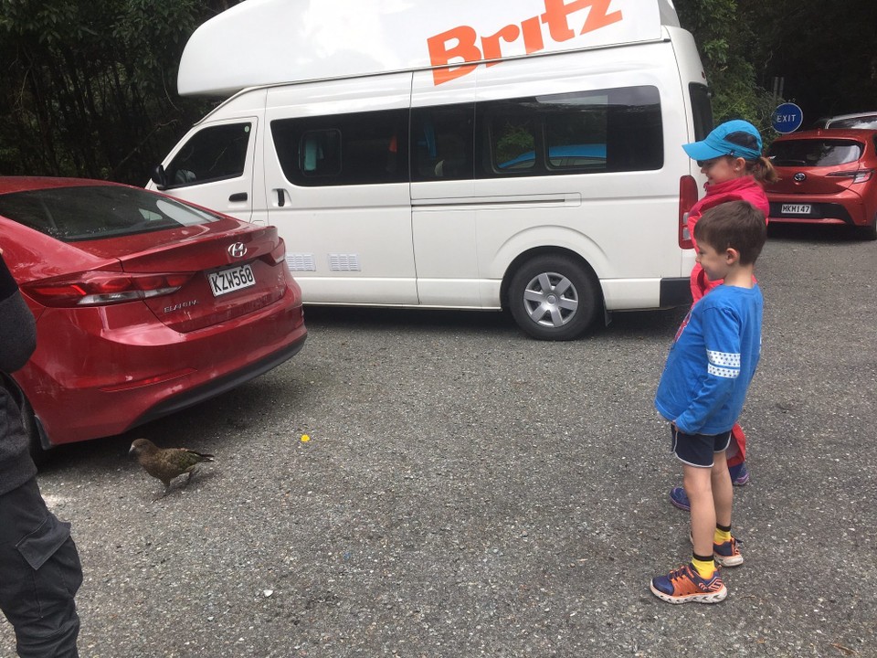 Neuseeland - Te Anau - Der Kea ist ein vom Aussterben bedrohter, sehr intelligenter Bergpapagei. Er wird ca. 1 kg schwer und es gibt noch ein paar 1000 Papageien.