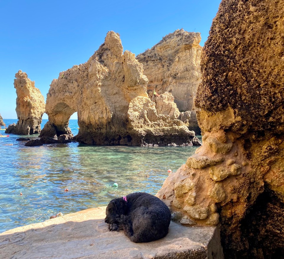 Portugal - Lagos - Ein Wasserhund … die Rasse heißt wirklich so!