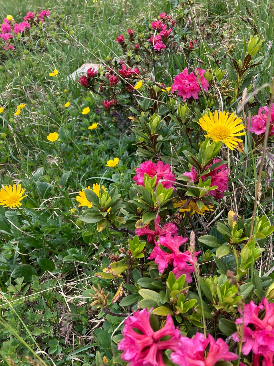 Italien - Rodeneck - Alpenrose und weidenblättriger Alant