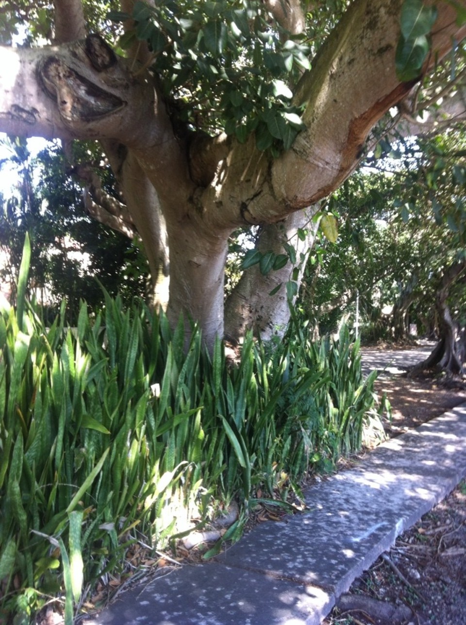 Egyesült Államok - Coral Gables - 