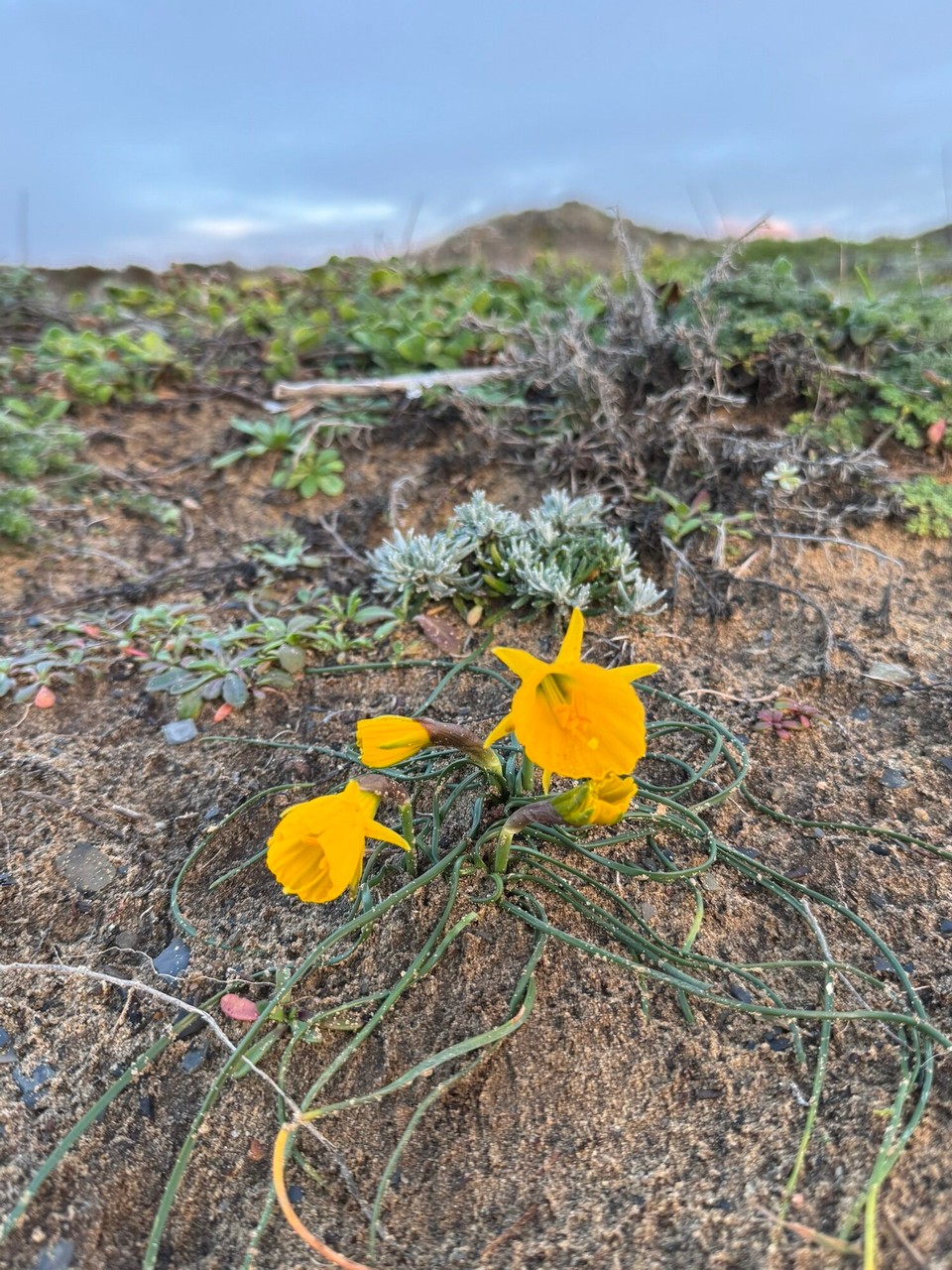 Portugal - Aljezur - 
