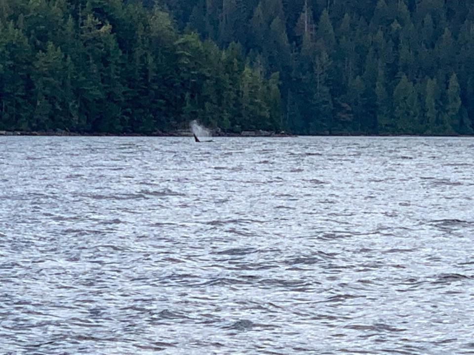 Kanada - Campbell River 11 - 