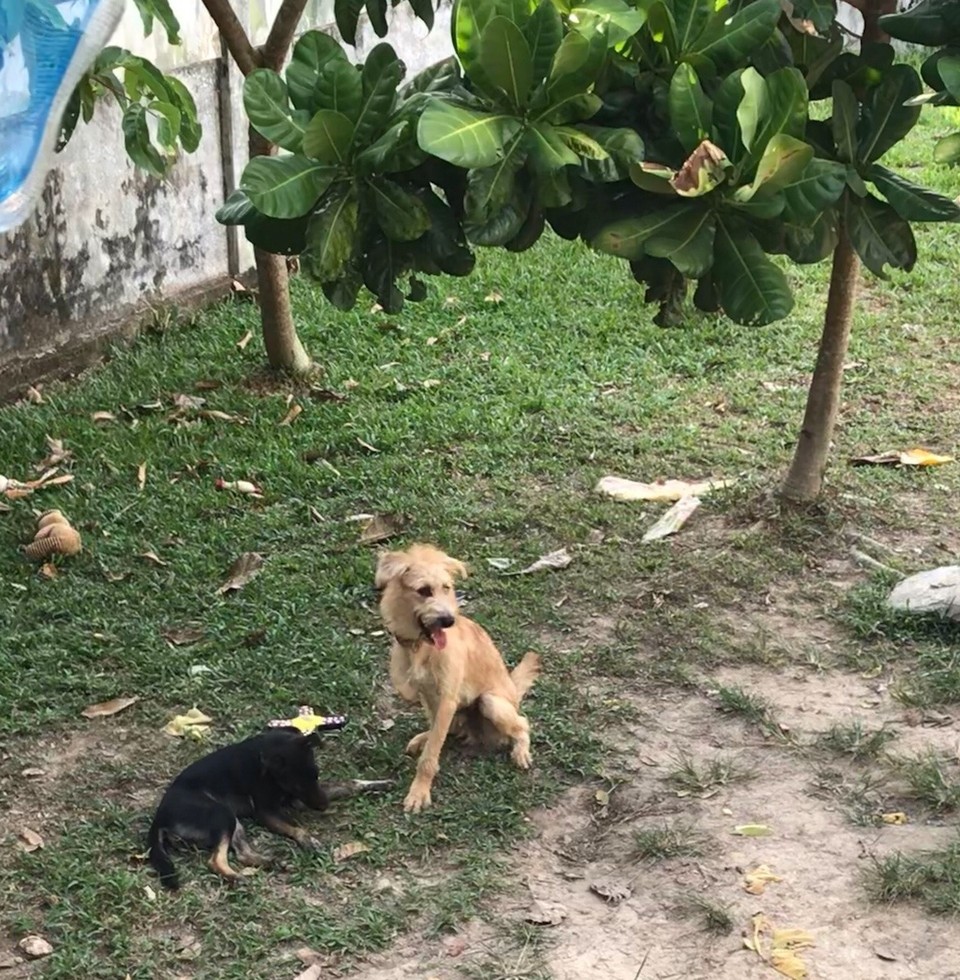 Thailand - Amphoe Ko Lanta - Three legged Buster, what a heart-breaker?  Anyone want to adopt him?