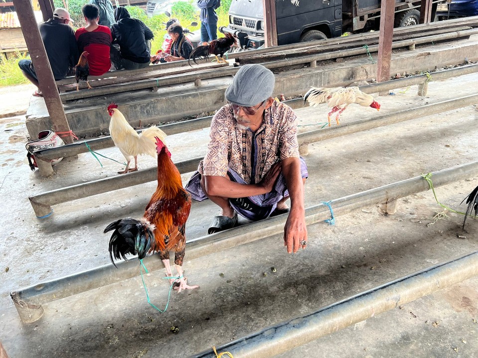 Indonesien - North Toraja Regency - Ein Verkäufer mit seinem wertvollen Kampfhahn, meist und teuersten kommen aus den Philippines