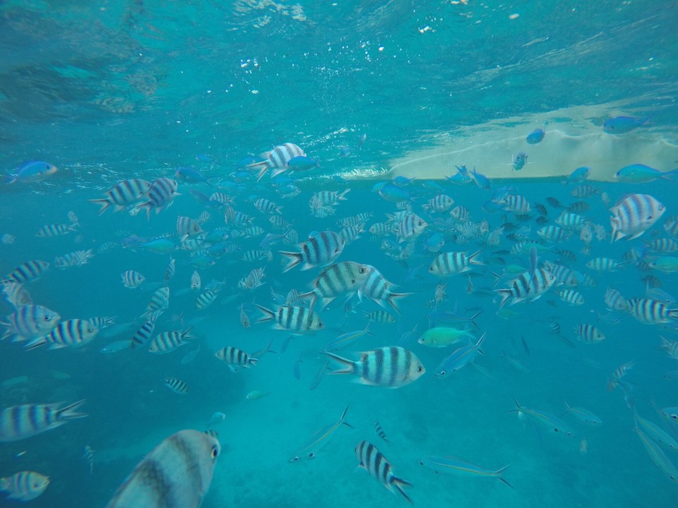  -  - Zunächst erstmal nur ein paar Fische