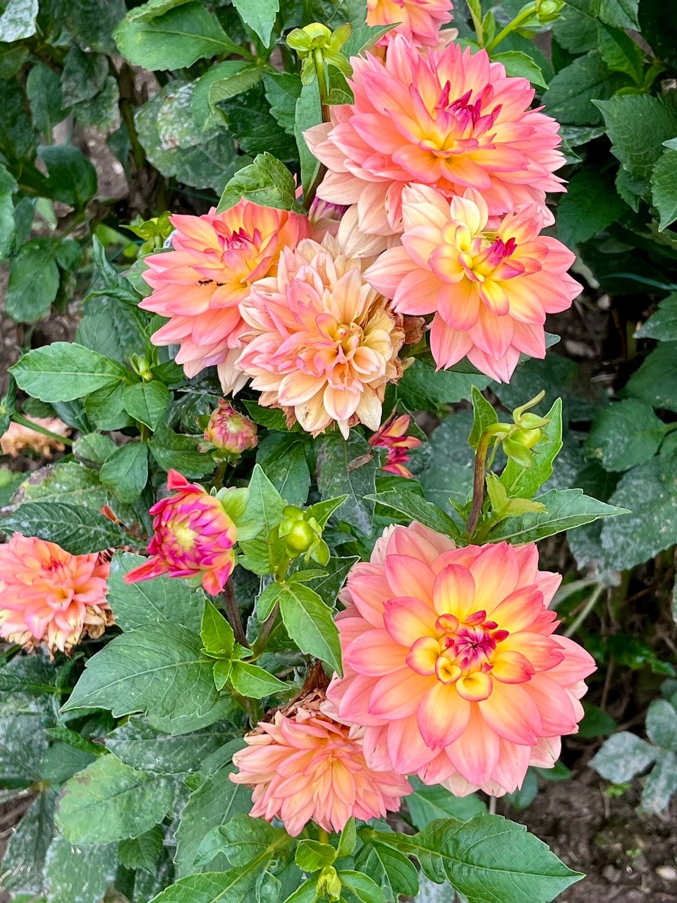 Italien - Verbania - 