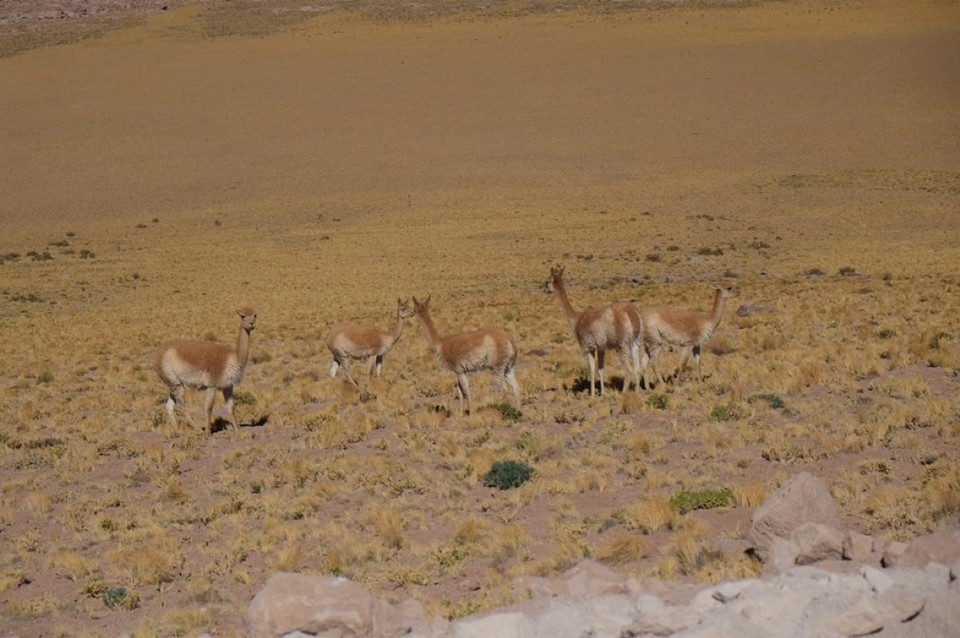 Chile - San Pedro de Atacama - vicuñas - the wild relatives of the lama