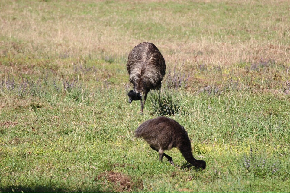 Australien - Margaret River - Und auch ein Emu mit Nachwuchs ist uns vor die Kamera gelaufen.