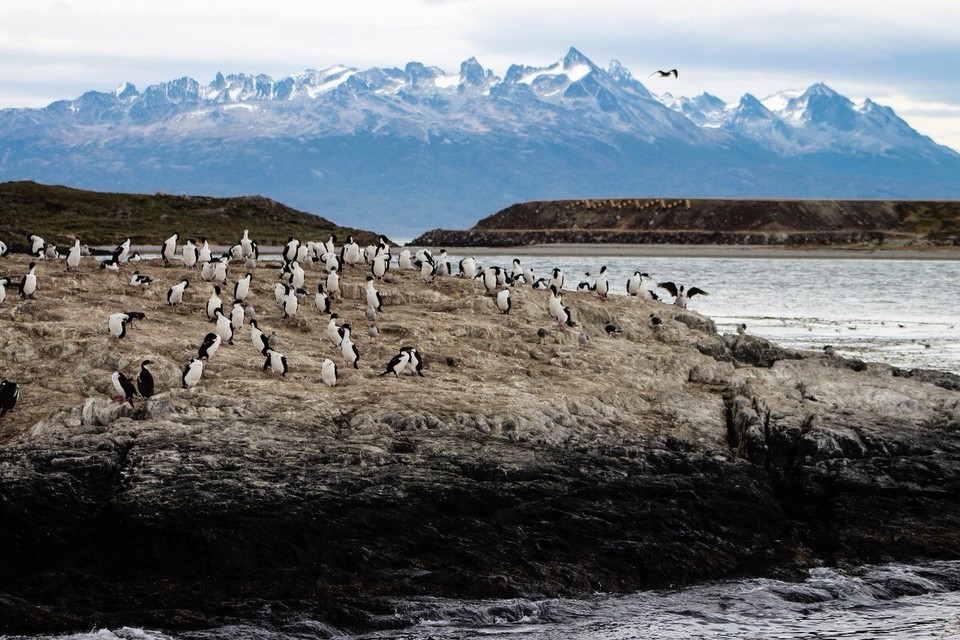 Argentinien - Isla Martillo - auf dem Hinweg ein erster Stopp bei einer Comoran Kolonie