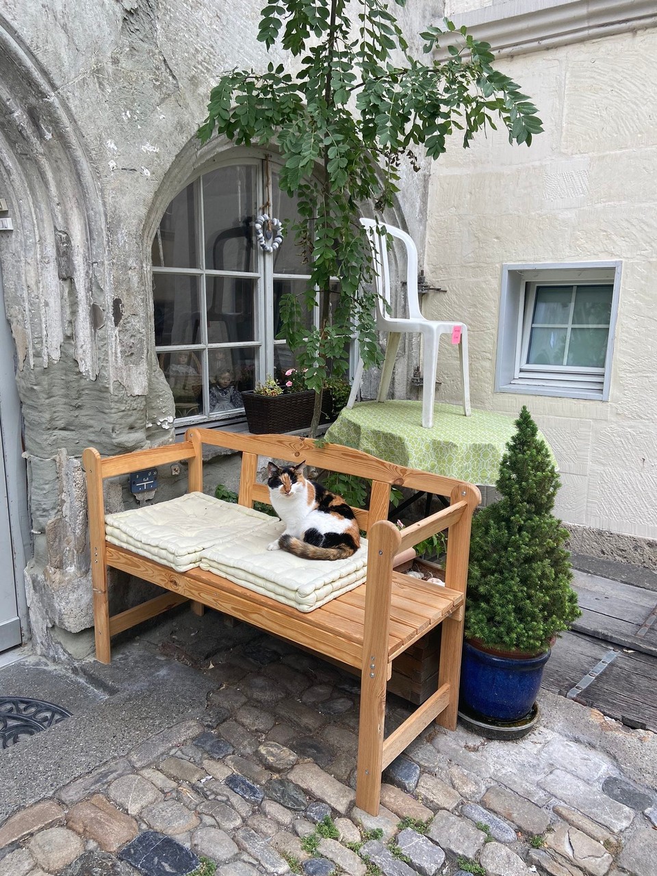Schweiz - Bourguillon - Diese Hübsche Katze hat sich ein wunderschönes Plätzchen ausgesucht.