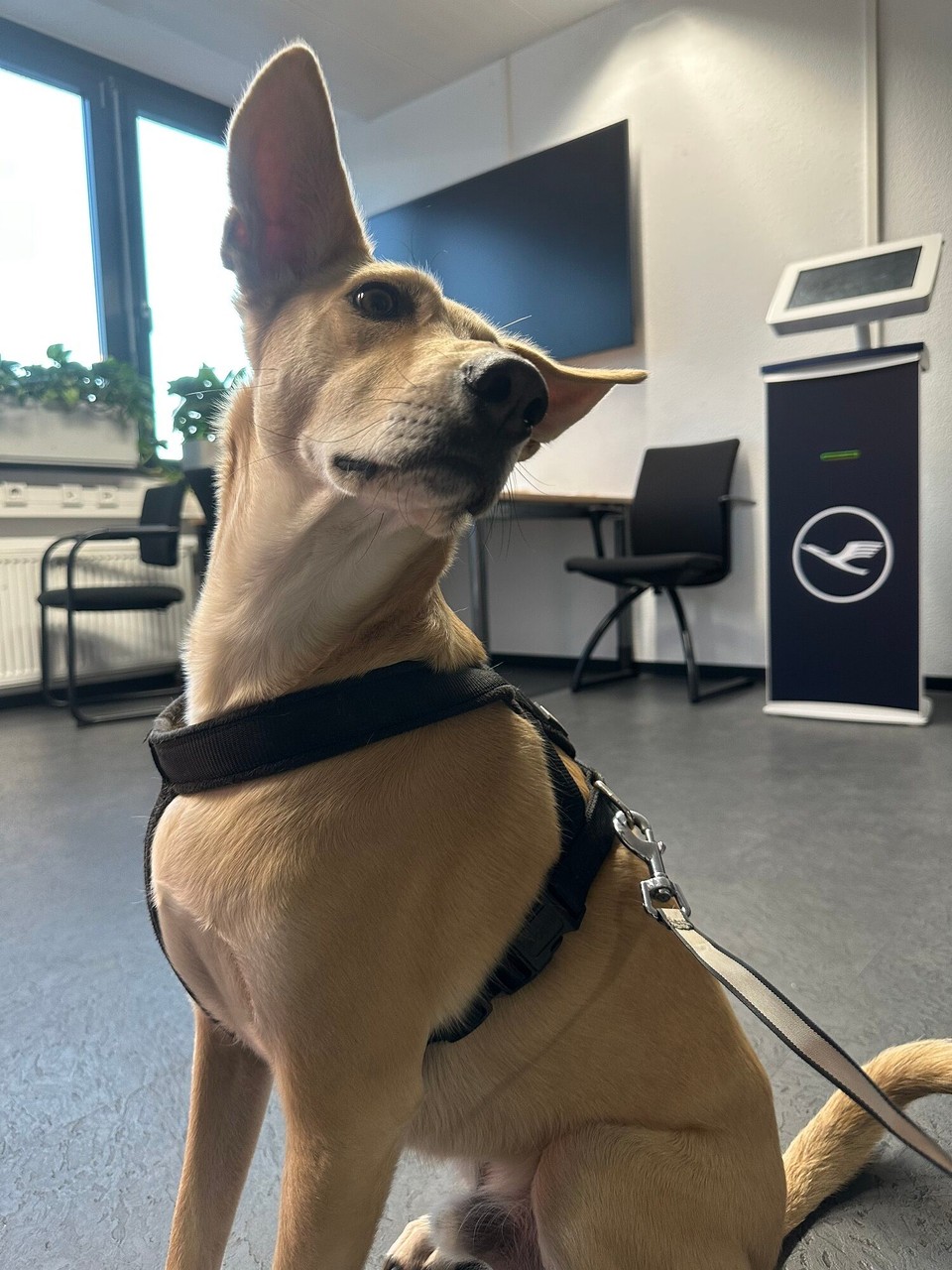 Deutschland - Frankfurt am Main - Eddie in der Animal Lounge am Frankfurter Flughafen 🐶