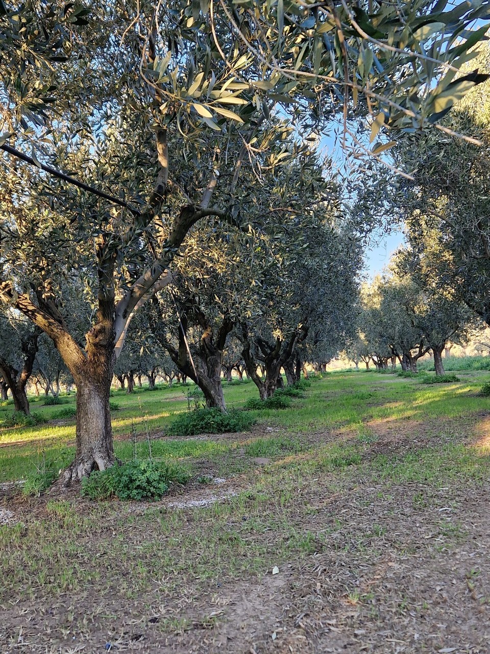 Griechenland - Agios Andreas - 