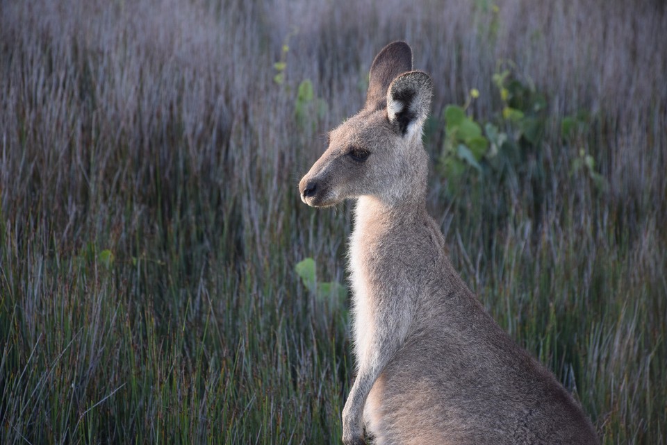 Australien - Coffs Harbour City - 