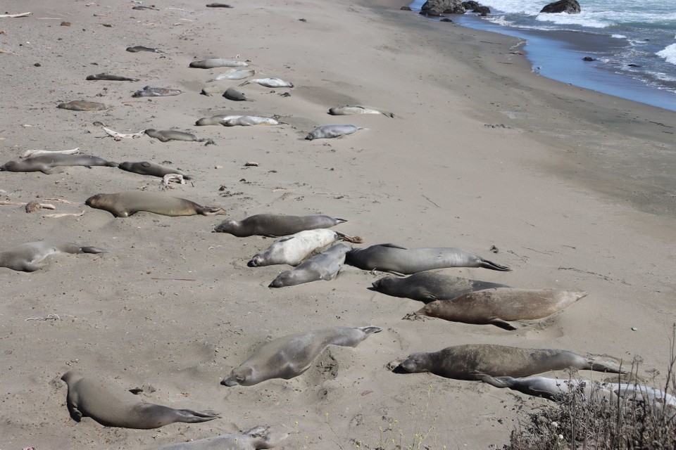 USA - San Luis Obispo - Piedras Blancas