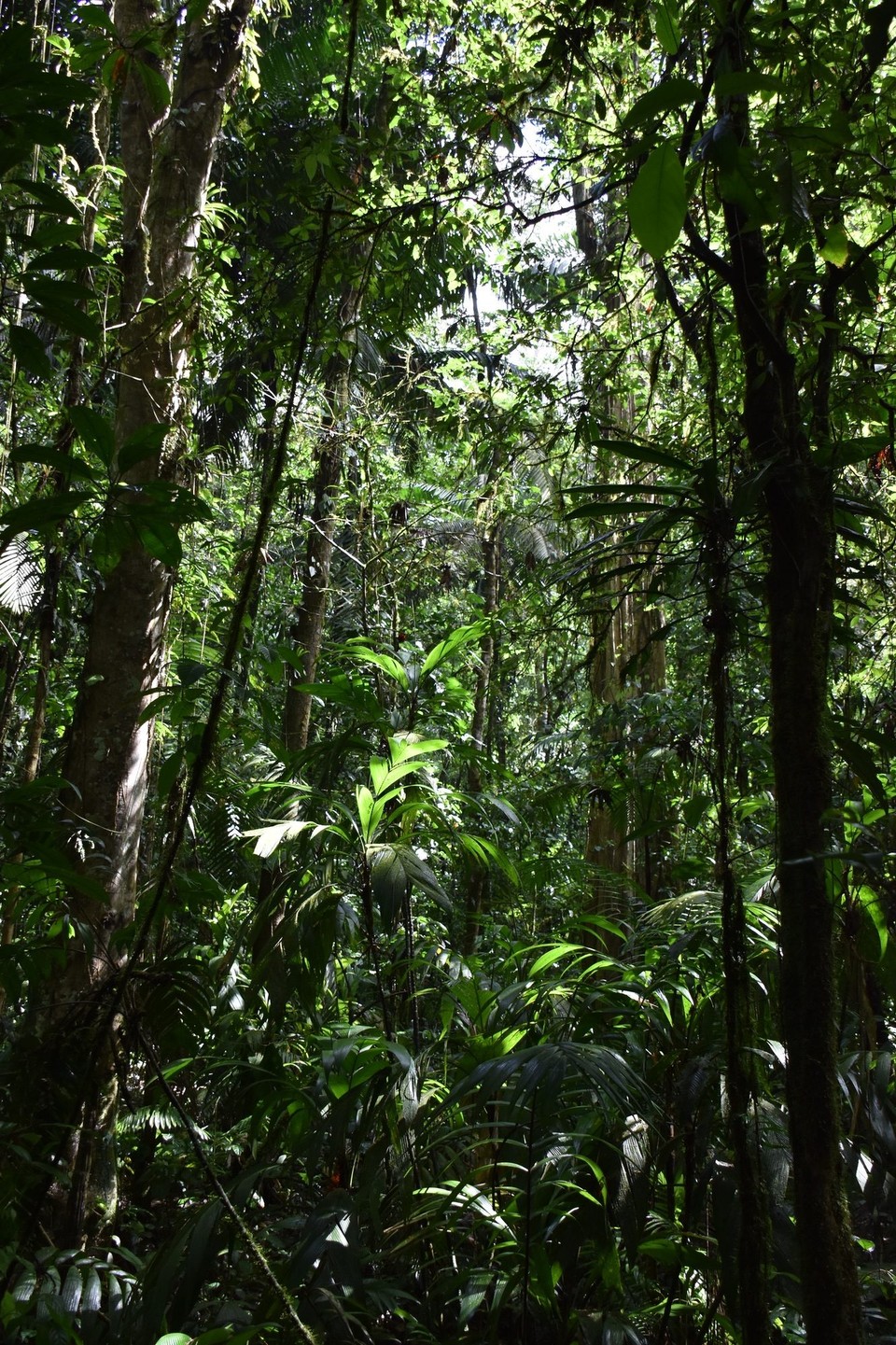 Costa Rica - San Carlos - Ich glaube wir bleiben auf dem Weg, da wir Machete nicht dabei haben.