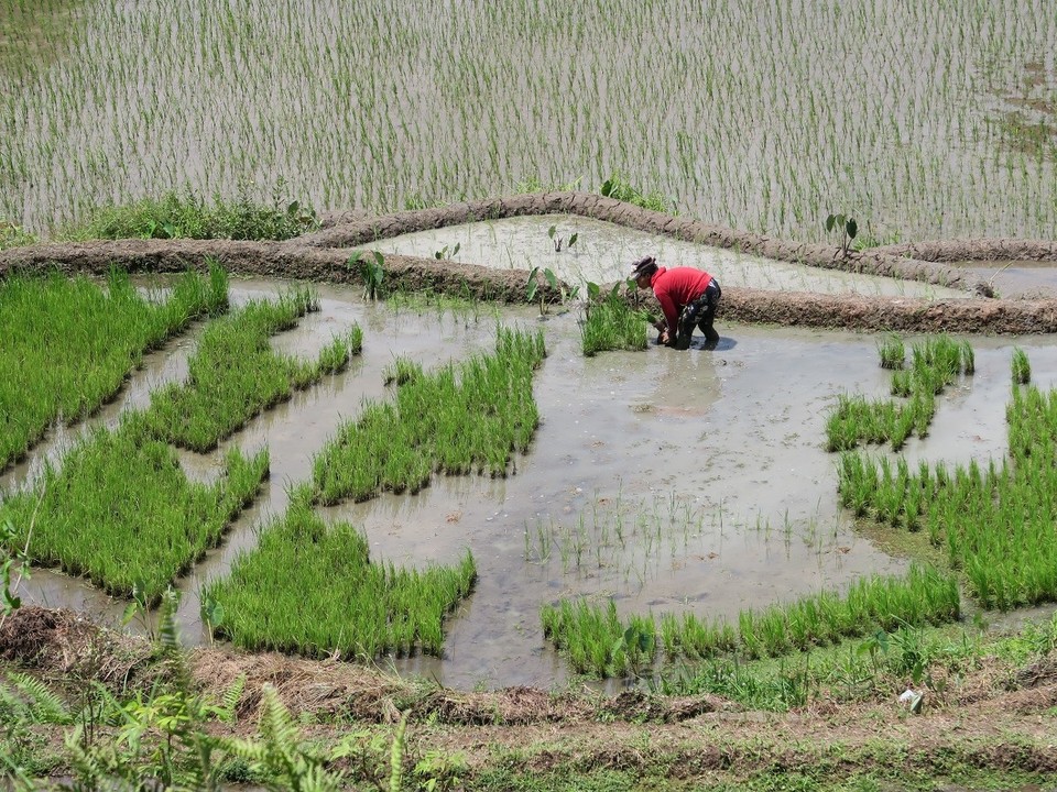 Philippines - Banaue - 