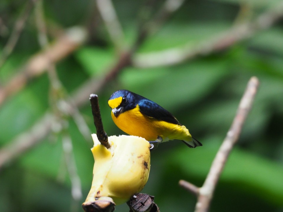 Costa Rica - La Fortuna - 