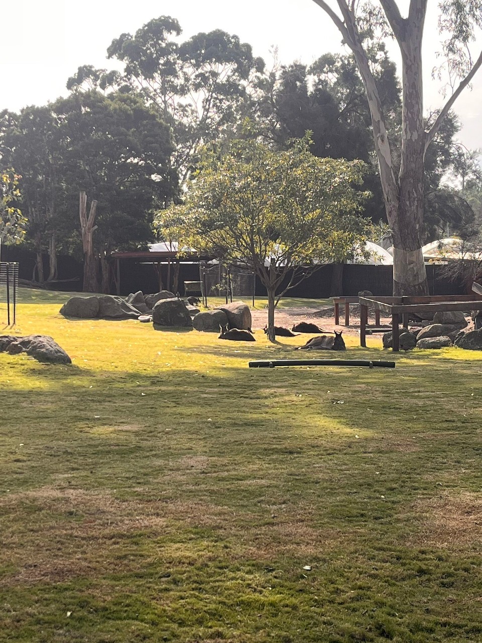Australia - Melbourne - A much better day today🫶🏼
Visited Melbourne zoo with Jack in the morning and saw some dingos, kangaroos and koalas for the first time. The weather was great too. We then went back to the hostel and I checked in and I’m in the same room as Jack and Ben! Excellent news 