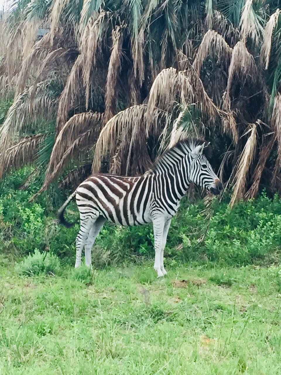 Südafrika - St Lucia - 
