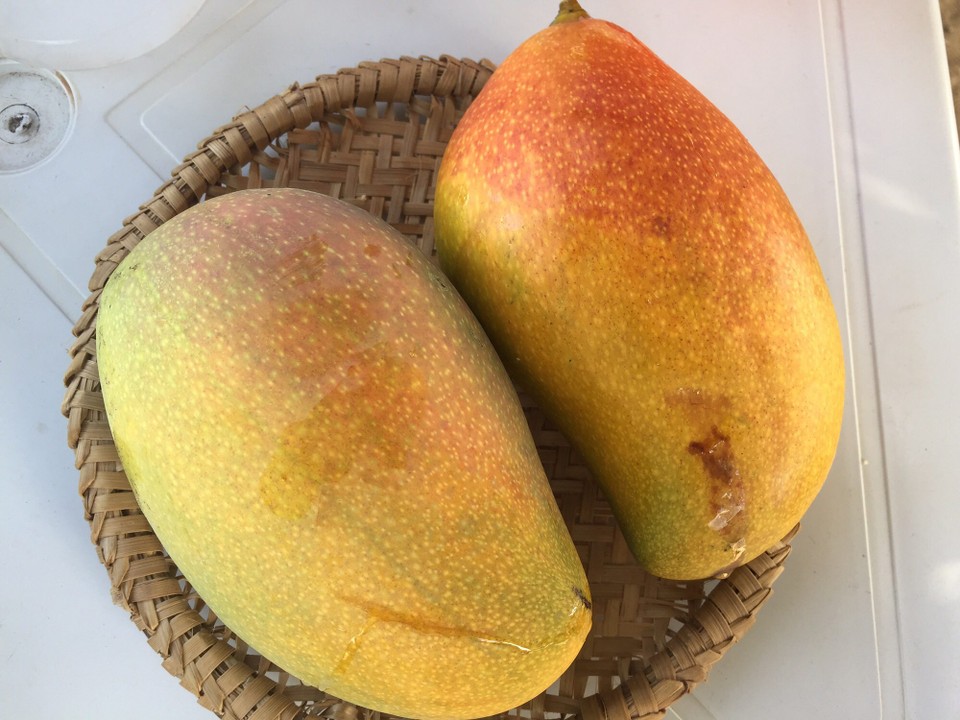 Brasilien - Ilha de Itamaracá - Riesen Mango super Aroma
