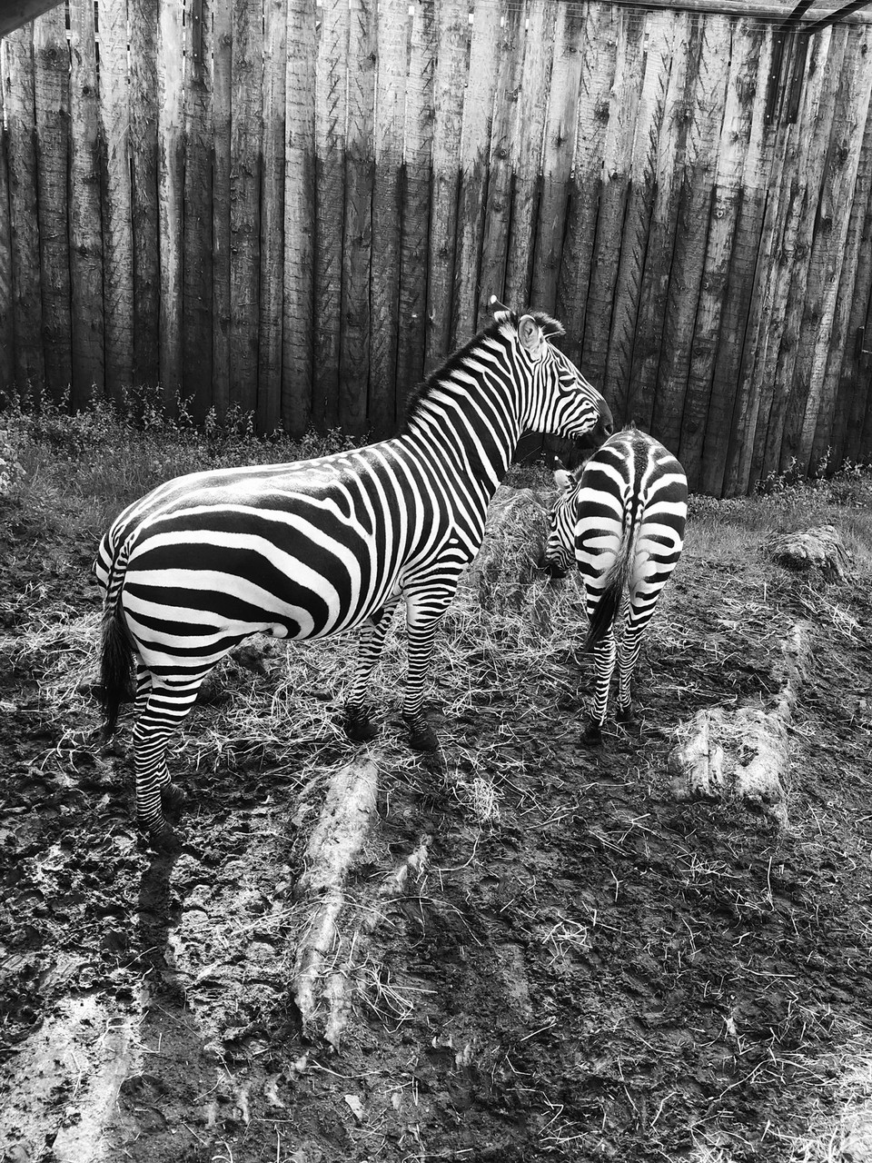 Norway - Kristiansand S - • Zebra • 🦓
