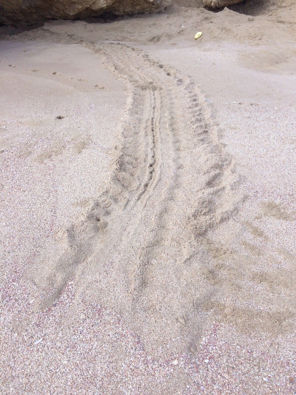 Oman -  - Spur einer Schildkröte am Strand 