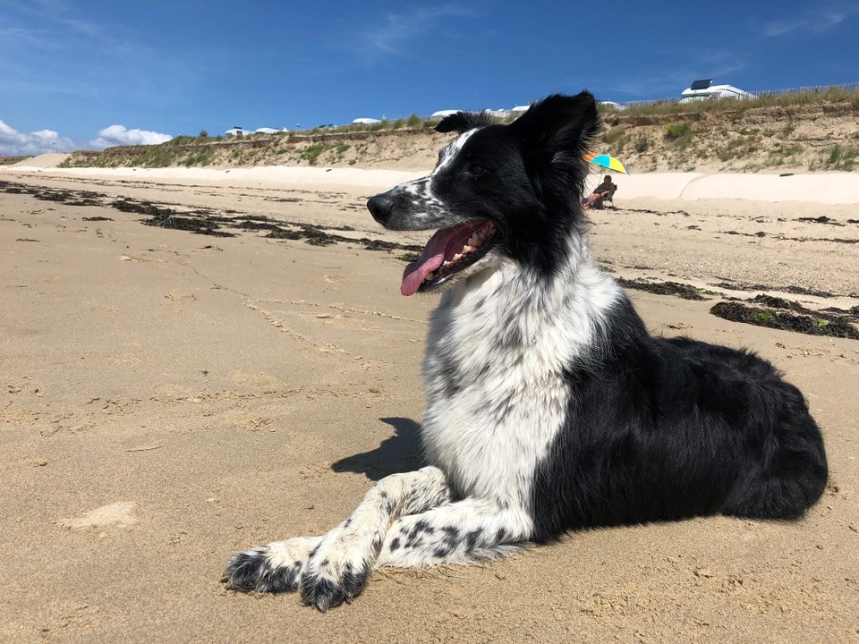 Frankreich - Gouville-sur-Mer - Dogwatch 
