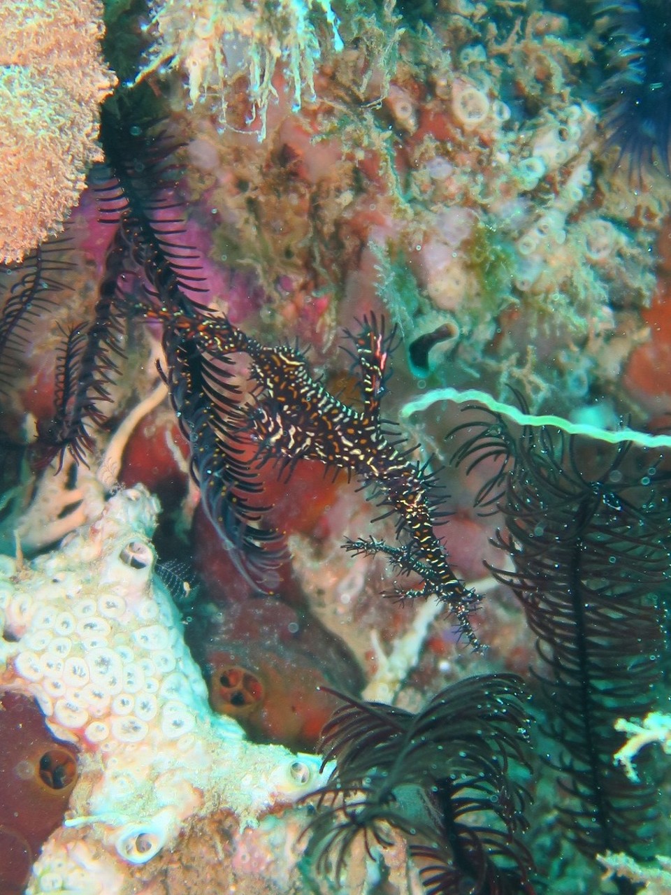 Philippines - Puerto Galera - Et 2 ghostpipefish noir