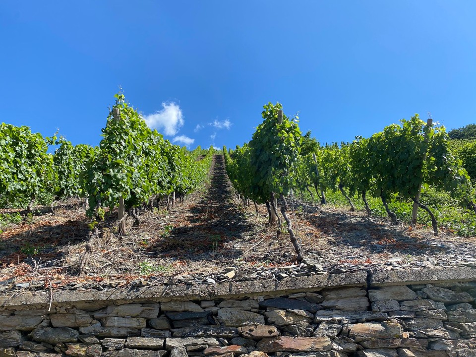 Deutschland - Mehring - Wein bis zum Himmel