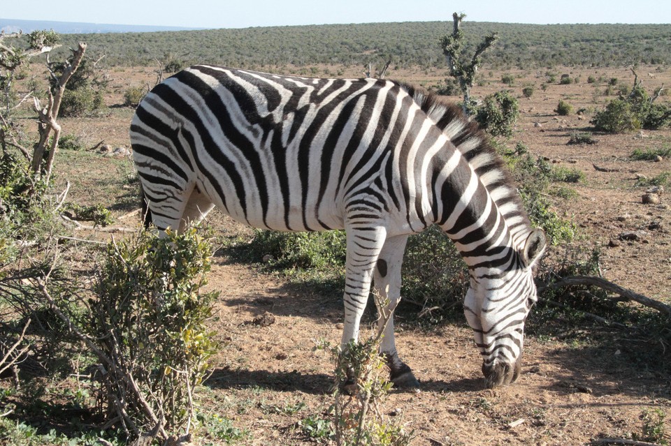 Südafrika - Addo - Plain Zebra