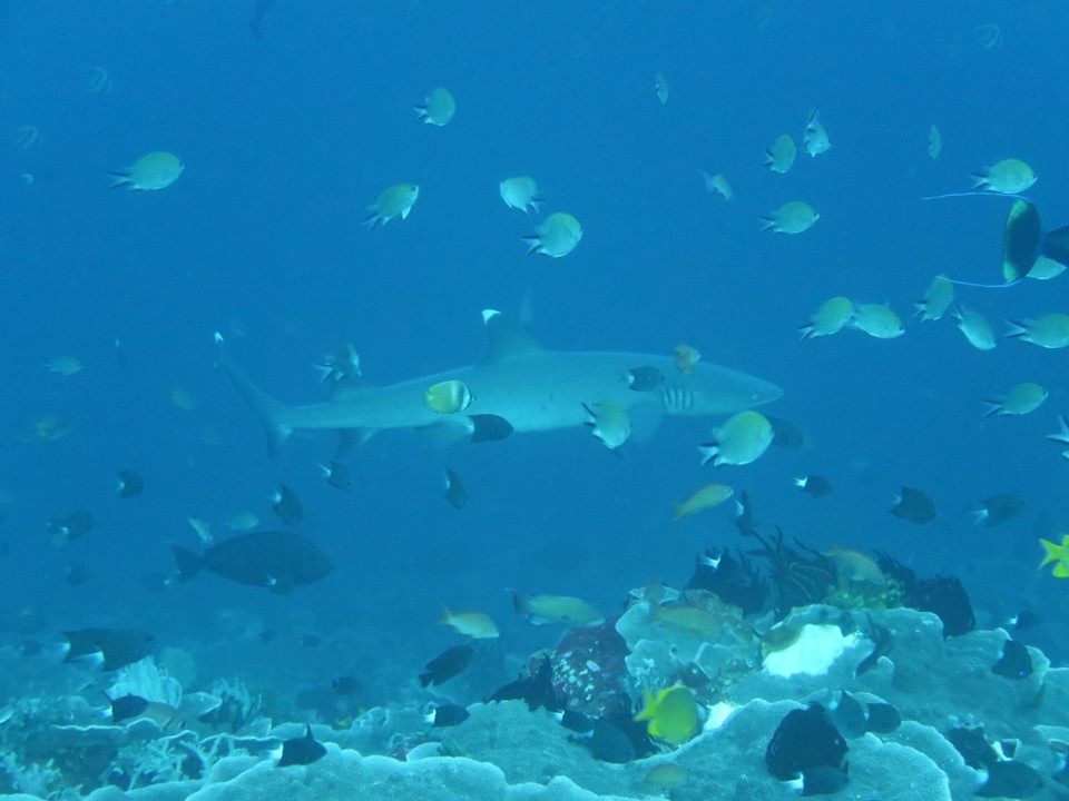 Indonesia - Komodo National Park - Qui dit courant, dit requin...1