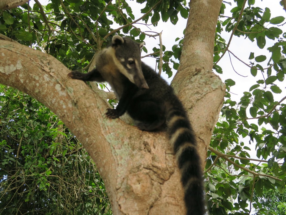 Argentina - Puerto Iguazú - Quatis, sorte de termitier mi ecureuil, mi singe