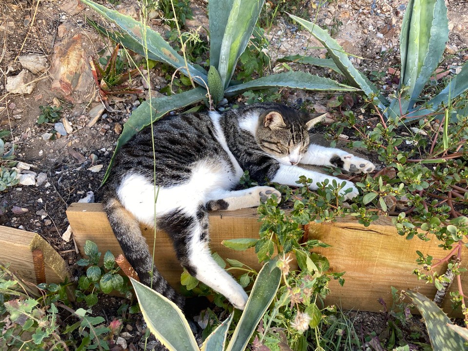 Portugal - Aljezur - Mr. Black ist seeehr gechillt