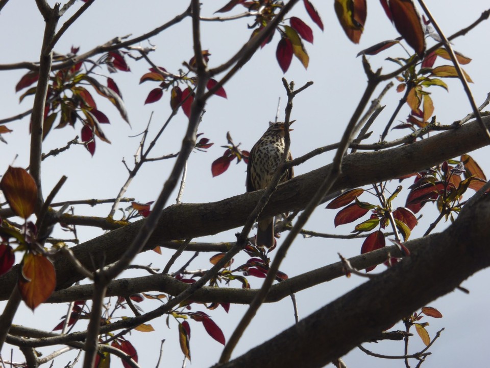 Ireland - Malahide - We loved the garden, and found it very peaceful.  A song thrush sang his complete repertoire for us.