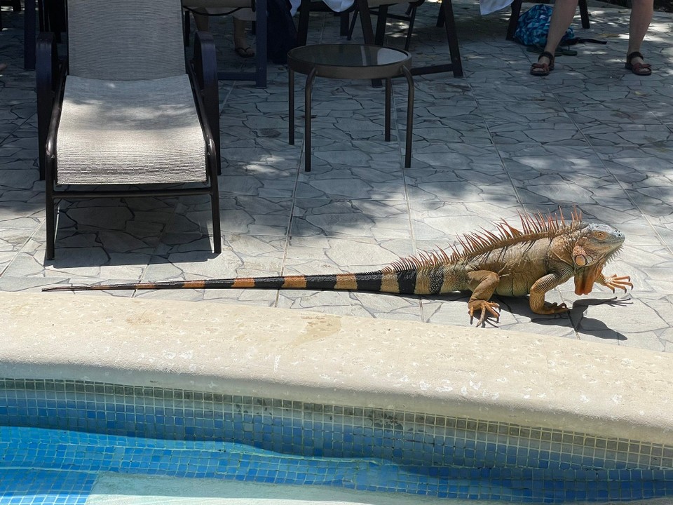 Costa Rica - Pococí - Zurück am Pool mit einem ungewöhnlichen Gast 🦎 