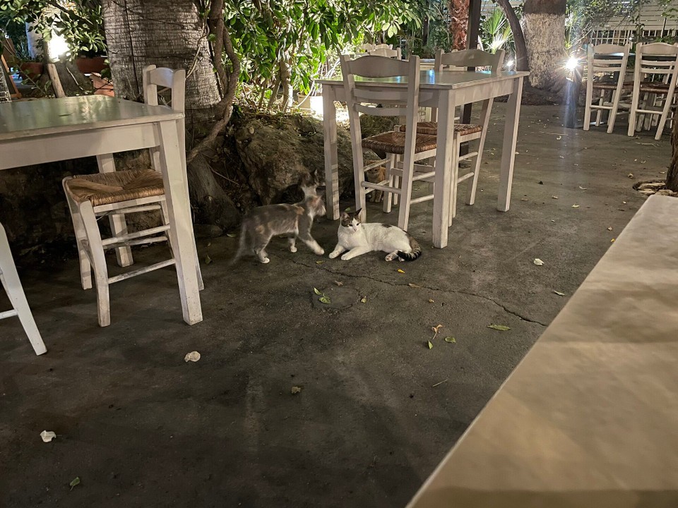 Kypros - Larnaca - Many cats at restaurant 😍
