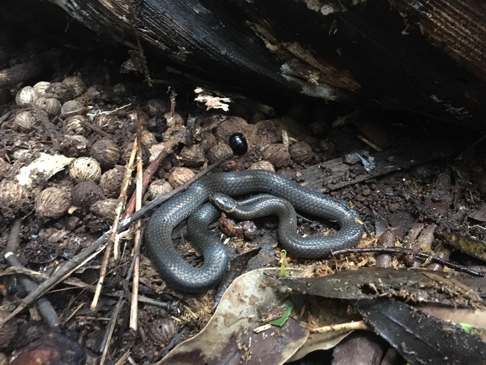 Ausztrália - Tamborine - Dwarf Crowned Snake